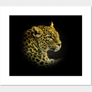 Leopard portrait Posters and Art